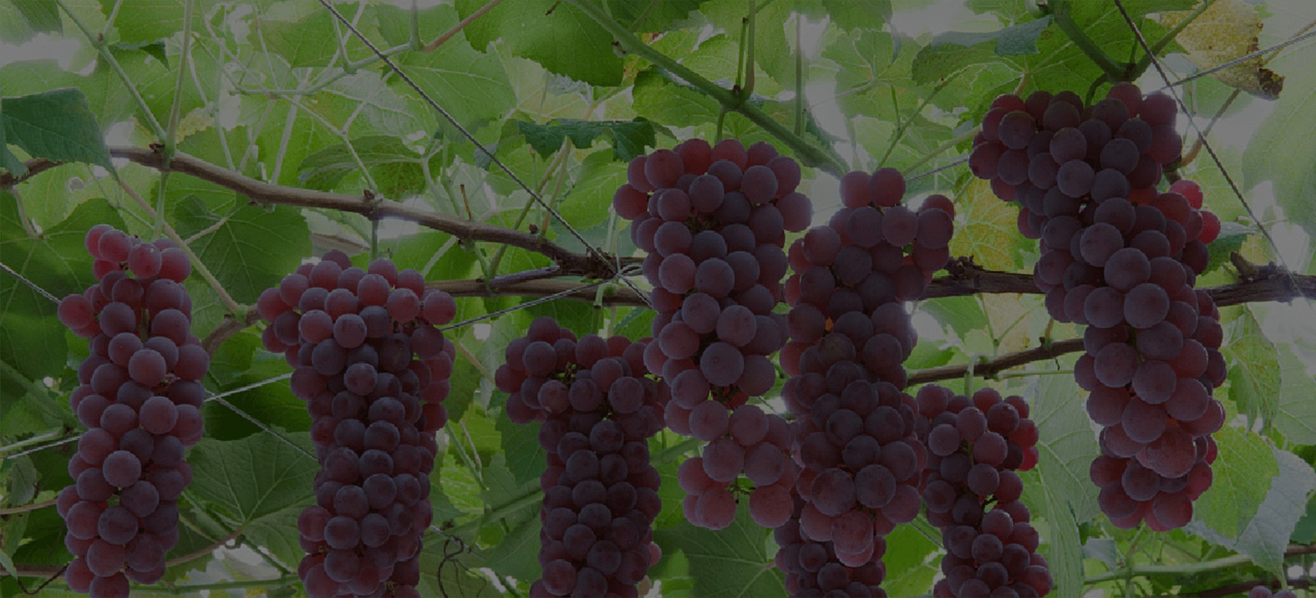 grapeBg.jpg