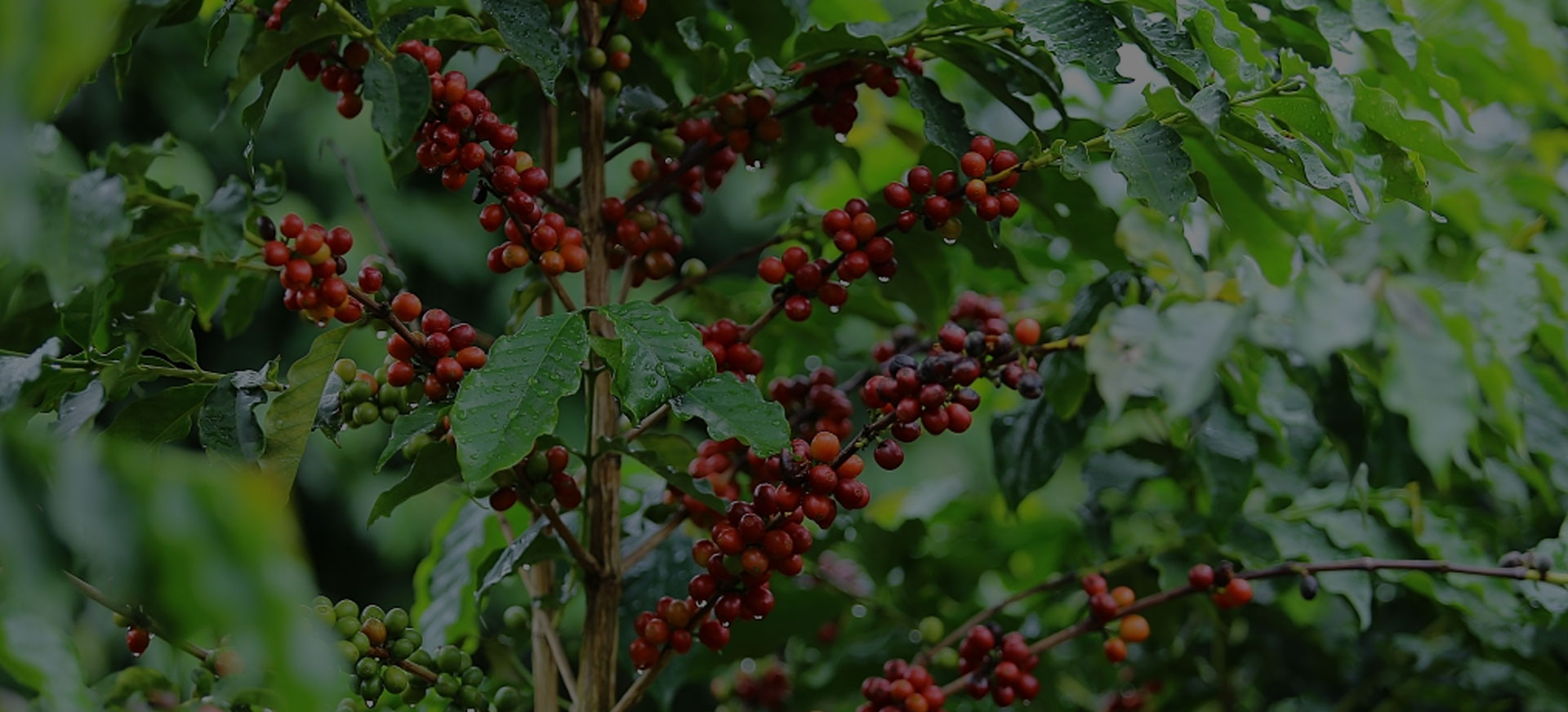 coffeeBg.png