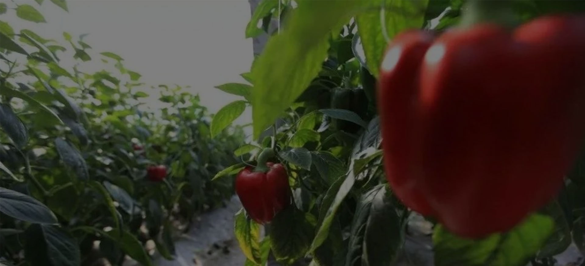 pepperBanner.jpg