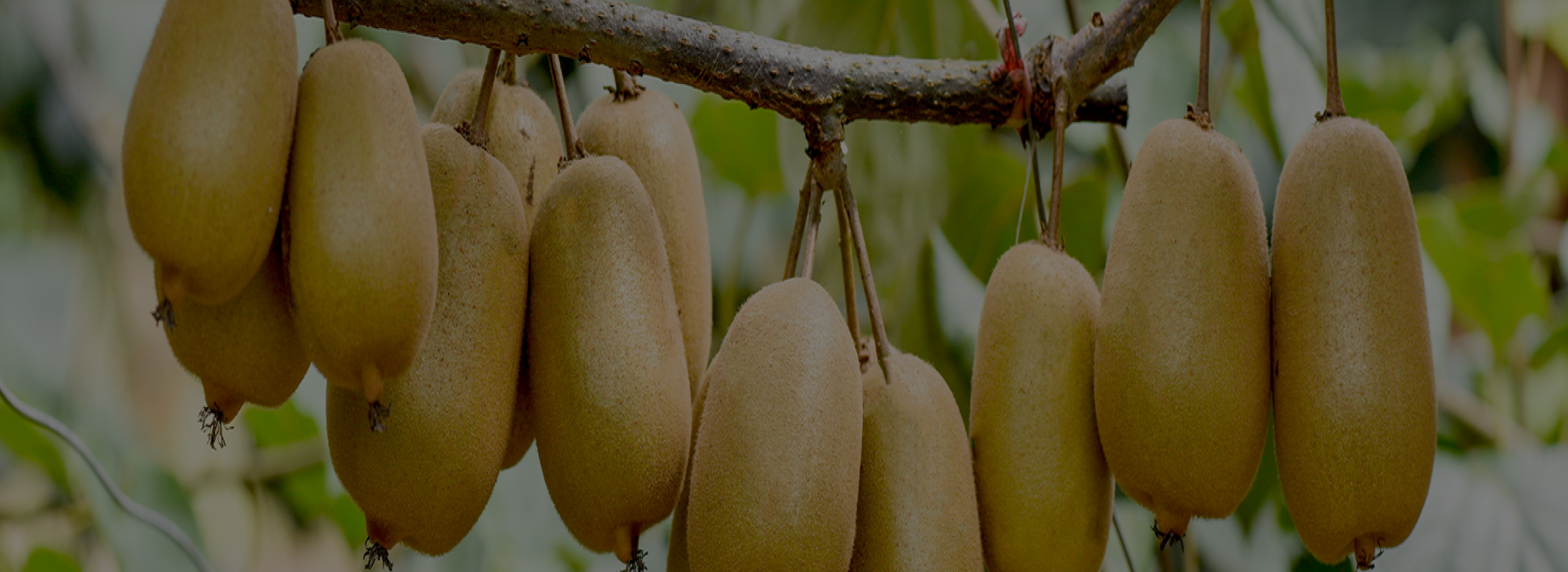 kiwifruit_back.jpg
