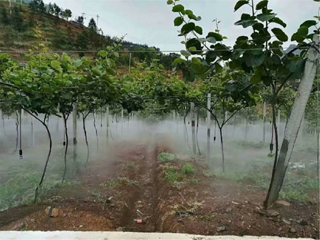 image/kiwifruit_environment.png?a2l3aWZydWl0X2Vudmlyb25tZW50LnBuZw==