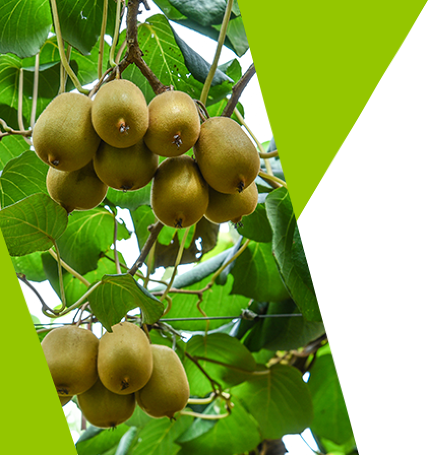 kiwifruit_info.png