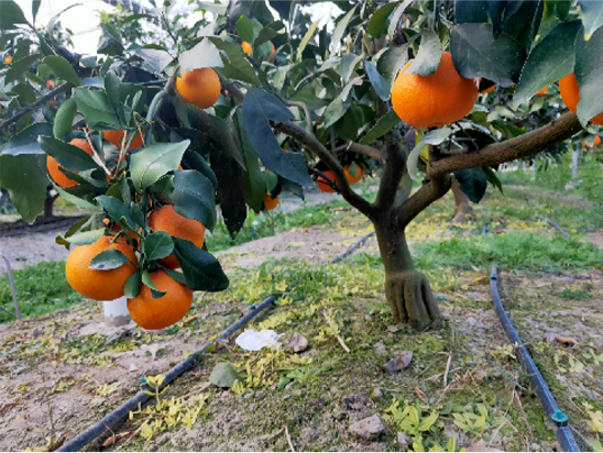 image/orange_environment.jpg?b3JhbmdlX2Vudmlyb25tZW50LmpwZw==