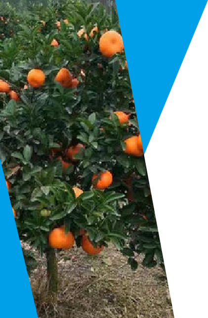 orange_info.png